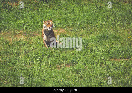 Amur-Tiger auf ein Geass in Sommertag Stockfoto