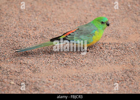 Rot-Psephotus Papagei, Psephotus haematonotus Stockfoto