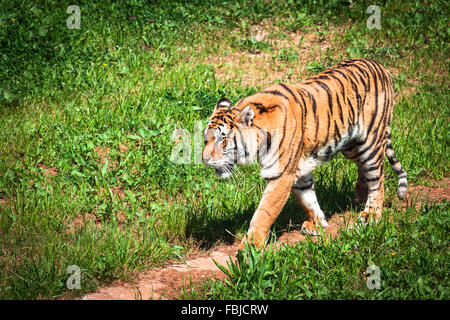 Amur-Tiger auf ein Geass in Sommertag Stockfoto