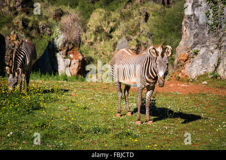 Das Grevy s Zebra (Equus Grevyi), manchmal bekannt als das kaiserliche Zebra ist die größte Art der Zebra. Man findet in der mas Stockfoto