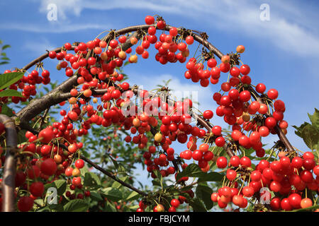 Sauerkirsche, Prunus cerasus Stockfoto