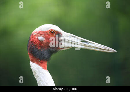 White-Himalaja-Kran Grus vipio Stockfoto