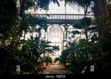 Im Inneren das Palmenhaus in Kew Gardens - London, England Stockfoto