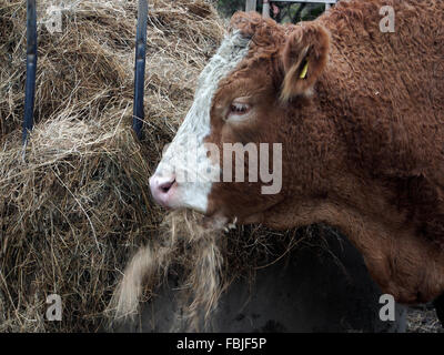 Hereford Kuh am Futterstation, winter Stockfoto