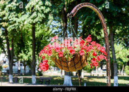 Petunien Blumen im Sommer Stockfoto