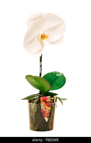 Weiße Orchidee Singolo Stockfoto