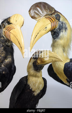 Florenz. Italien. Gefüllte genoppten Nashornvögel auf dem Display an La Specola, Museum für Zoologie und Naturgeschichte. Stockfoto