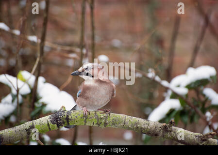 Jay (Garrulus Glandarius) Stockfoto
