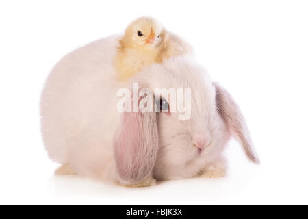 Weiße Mini Lop Hase mit schwedischen Blume Küken sitzt an der Spitze isoliert auf weißem Hintergrund Stockfoto