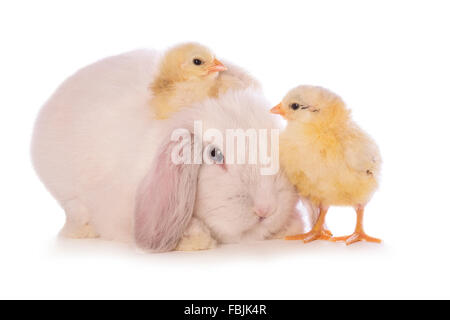 Weiße Mini Lop-Hase mit schwedischen Blume Küken isoliert auf weißem Hintergrund Stockfoto