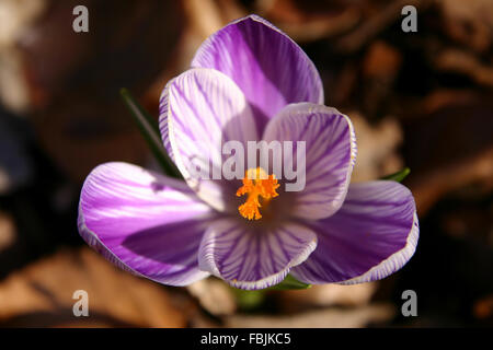 Nahaufnahme von einem offenen lila Krokusblüte mit weißen Streifen im Sonnenlicht auf braunem Waldboden Stockfoto