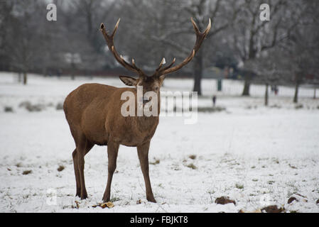 Rotwild-Hirsch im Schnee Stockfoto