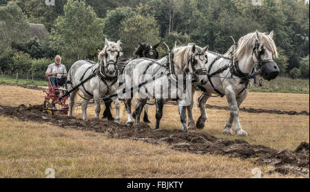 Pferd Pflügen bei Singleton, Weald und Downland Open Air Museum, West Sussex, England Stockfoto