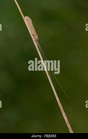 Langes Horn-Segge, Longhorn Caddisfly, langen Hörnern Casemaker Caddisfly, Köcherfliege, Oecetis spec, Leptoceridae Stockfoto