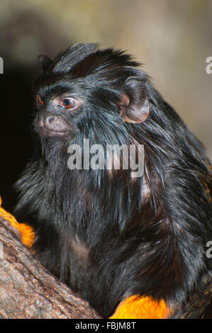 Rothändige Tamarin, Portland, Oregon, Oregon Zoo, Washington Park Stockfoto