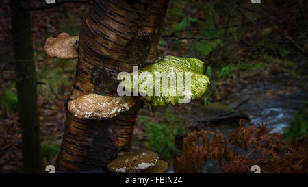 Birch Polypore fungus (Piptoporus betulinus) on a birch tree, Yorkshire, England Stockfoto