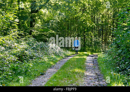 Rückansicht der Frau in blauer Jacke Fuß Straße durch grüne, üppige Wald mit einem Korb auf der Suche nach Pilzen. Stockfoto