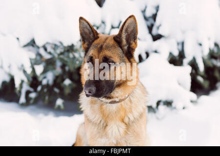 Deutscher Schäferhund, stehend im Schnee Stockfoto