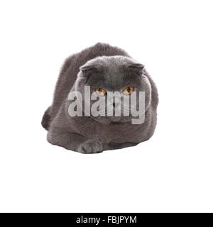 Grau-blau Scottish Fold Katze auf weißem Hintergrund Stockfoto