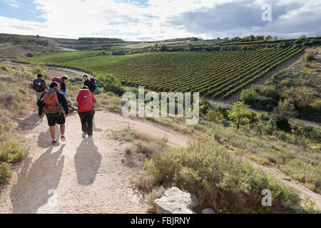 Gruppe von Pilgern zu Fuß durch Weinberge zwischen den Dörfern von Torres Del Río und Viana in Navarra, Spanien. Stockfoto