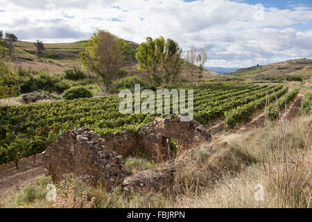 Ruiniert die Shephered Hütte in einem Weinberg zwischen den Dörfern von Torres Del Río und Viana in Navarra, Spanien. Stockfoto