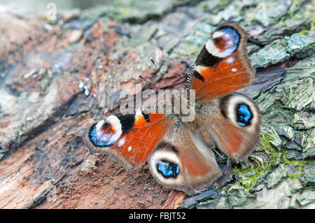 Europäische Tagpfauenauge sitzen auf Baumrinde Stockfoto