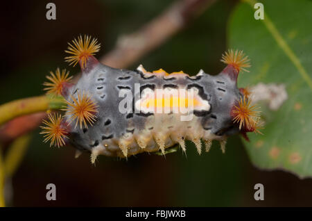 Fleckige Tasse Falter Raupe, Doratifera Vulnerans, bei Glenbrook, New-South.Wales, Australien. Stockfoto