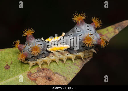 Fleckige Tasse Falter Raupe, Doratifera Vulnerans, bei Glenbrook, New-South.Wales, Australien. Stockfoto