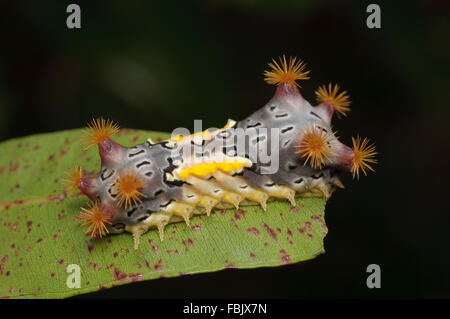 Fleckige Tasse Falter Raupe, Doratifera Vulnerans, bei Glenbrook, New-South.Wales, Australien. Stockfoto