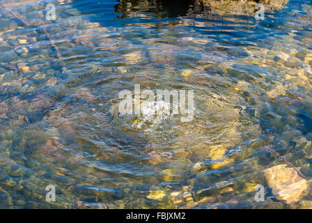 Klares Wasser sprudeln in kleinen outdoor Teich, bilden konzentrische Wellen, mit grünen Felsen und Steine unter Wasser sichtbar. Stockfoto