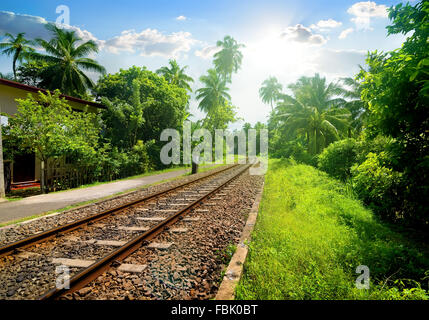 Eisenbahn durch grünen Palmenwald in Sri Lanka Stockfoto