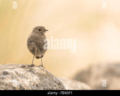 Juvenile Black Redstart Phoenicurus ochruros sitzt auf Felsen direkt mit neutralen Hintergrund, Norfolk, Großbritannien Stockfoto