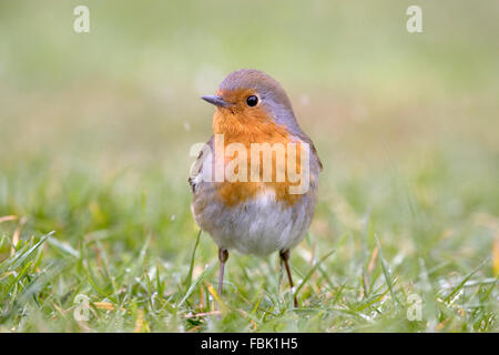 Rotkehlchen (Erithacus Rubecula) auf der Wiese im Garten, Nahaufnahme, fotografiert in Bentley, Suffolk, April 2008 Stockfoto