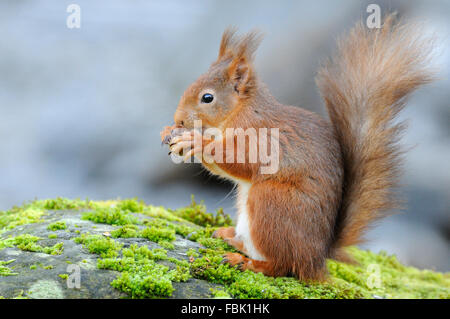 Eichhörnchen (Sciurus Vulgaris) thront auf Moos bedeckt Findling neben Cotter Beck, in Cotterdale, Yorkshire Dales national Stockfoto