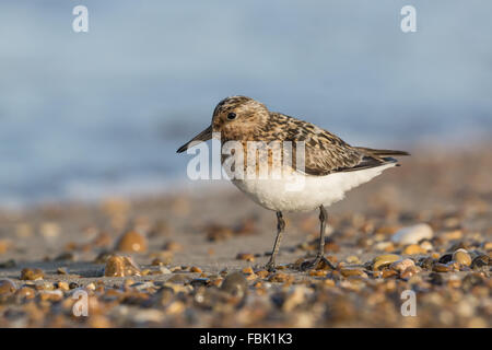 Herbst Gefieder Sanderling Calidris alba auf Kiesstrand suchen Links, Winterton, Norfolk, Großbritannien Stockfoto