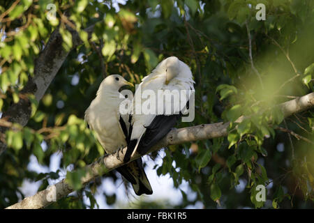 Torresian Imperial-Taube, Ducula Spilorrhoa, paar Stockfoto