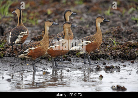 Bummel durch Pfeifen Ente Dendrocygna Arcuata, Herde Stockfoto