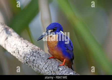 Azure Kingfisher Alcedo Azurea auf Barsch Angeln Stockfoto