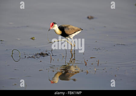 Kamm-crested Jacana, Irediparra Gallinacea, lange Zehen zeigen Stockfoto