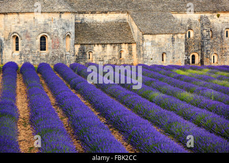 Lavendelfelder vor der romanischen Zisterzienser Abtei von Notre Dame von Senanque, in der Nähe von Gordes, Provence, Frankreich Stockfoto