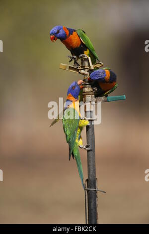 Rot-collared Lorikeet Trichoglossus Rubritorquis, Trinken von Sprenger Stockfoto