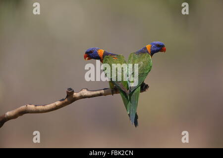 Rot-collared Lorikeet Trichoglossus Rubritorquis, zwei symmetrische pose Stockfoto