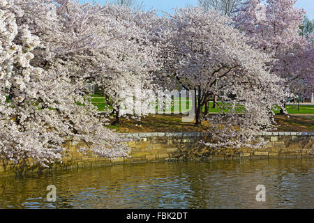 Kirschbäume am Gipfel Blüte um die Tidal Basin in Washington DC, USA. Stockfoto