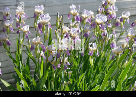 Reihe von Iris Blütenpflanzen ist im Sonnenlicht auf grauen Betonzaun Hintergrund. Stockfoto