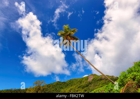 Tropische Palmen gegen den blauen Himmel - schönen Hintergrund Stockfoto