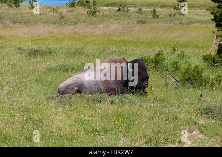 Bison sitzen auf dem Rasen im Yellowstone National Park Stockfoto