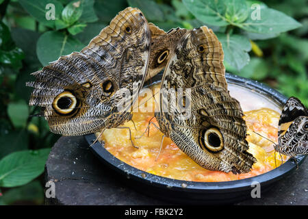 Wald riesige Bananenfalter (Caligo Eurilochus) in Fressattacke, Parque Das Aves, Foz do Iguaçu, Brasilien Stockfoto