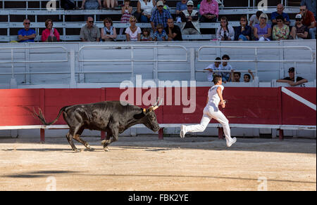 Ein Stierkämpfer versucht eine Verfolgergruppe Bull entkommen Camargue Rennen, Arles Amphitheater, Arles, Provence-Alpes-Côte d ' Azur, Frankreich Stockfoto