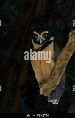 Brille Eule (Pulsatrix Perspicillata), Parque Das Aves, Foz do Iguaçu, Brasilien Stockfoto