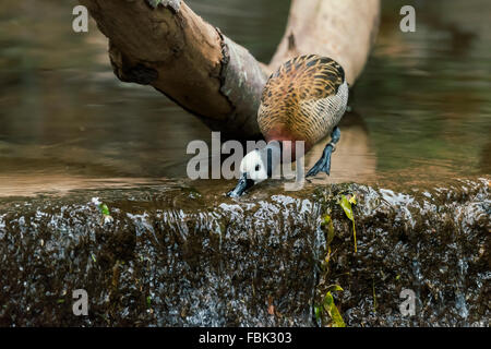 White-faced Pfeifen Ente (Dendrocygna Viduata), Parque Das Aves, Foz do Iguaçu, Brasilien Stockfoto